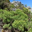 cpt_table-mountain10