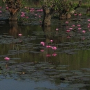 2035-mrauk-u-img_0509