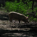 2045-mrauk-u-img_0568