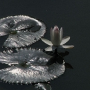 2047mrauk-u-img_0583